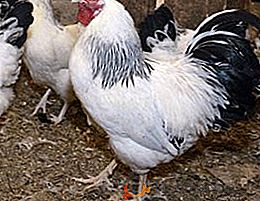 Évaluation des poulets de la productivité de la viande