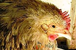 Zdravljenje pasterureze v domačih piščancih