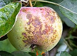 Come curare gli alberi di mele dalla malattia, metodi efficaci