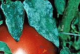 Comment faire face à l'oïdium sur les tomates