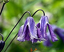 As causas do fraco crescimento de clematis e sua eliminação