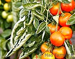 Bolesti rajčica i metode njihove borbe