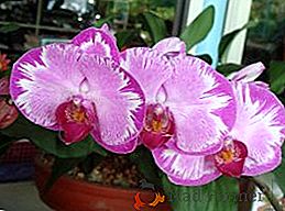 O que fazer, se gotas pegajosas aparecerem na orquídea