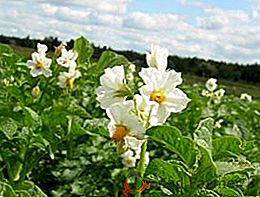Reguladores de crescimento vegetal: a instrução sobre o uso do estimulador de floração "Buton"