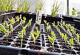 Estimulador do crescimento de plantas "Etamon": instruções de uso