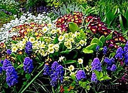 Deset jarních květin pro květinovou záhonu s popisem a fotografií