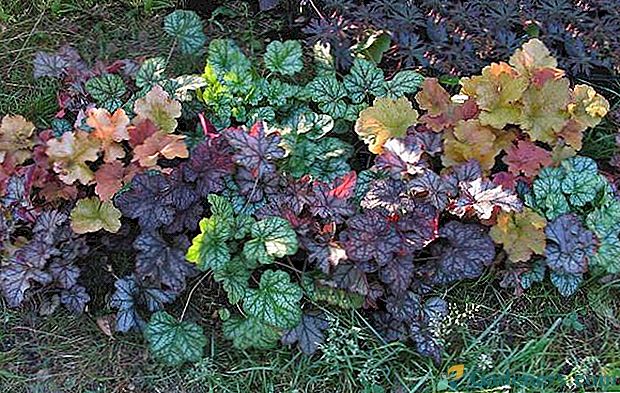10 najlepszych wieloletnich roślin cieniujących i kwiatów w ogrodzie