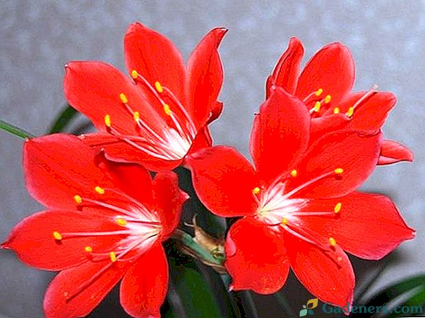 10 najlepszych kwiatów do domu z czerwonymi kwiatami