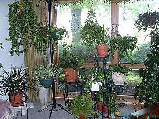 10 najbolj nevarnih strupenih rastlin v zaprtih prostorih