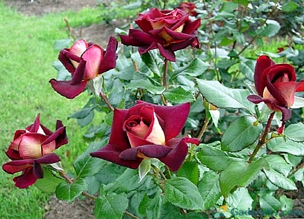 10 найбільш ароматних і запашних сортів троянд