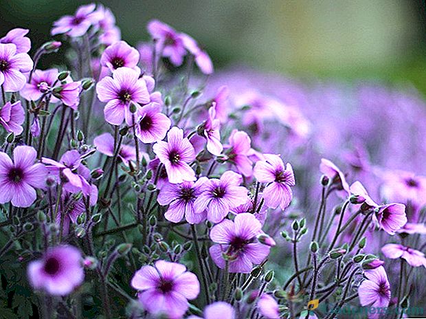 10 lepih vijoličastih cvetov z imeni