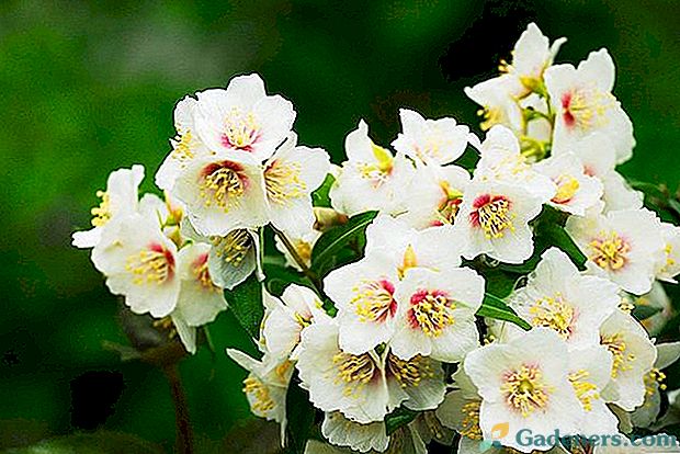 20 най-добри разновидности на чубушка или градина жасмин