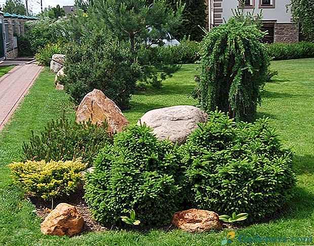 22 dekorativnih četinjača i grmlja za vrt