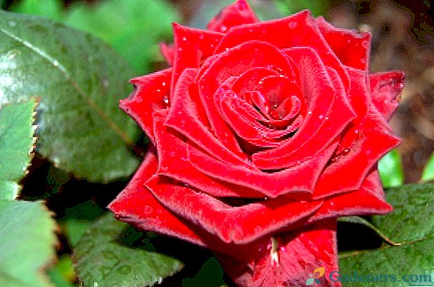 22 z najkrajších výhľadov a odrôd ruží s menami
