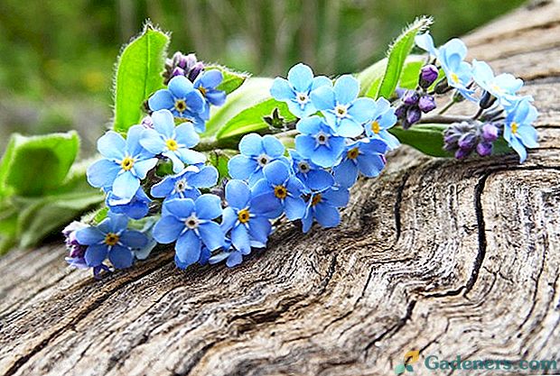 23 gražiausių augalų su mėlyna arba mėlyna gėlėmis