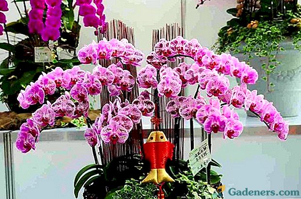 34 labākie iekštelpu orhideju tipi ar nosaukumiem