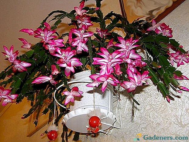 4 назви однієї рослини: декабрист, Зигокактус, шлюмбергера, рождественник