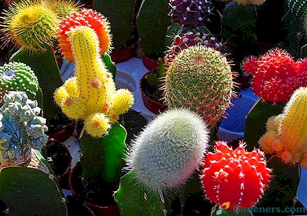 44 veidu kaktusi ar nosaukumiem, fotogrāfijām un īsu aprakstu