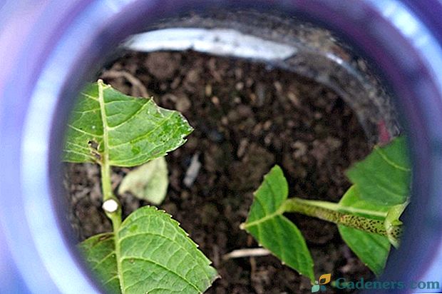 5 veidi, kā audzēt hortenziju