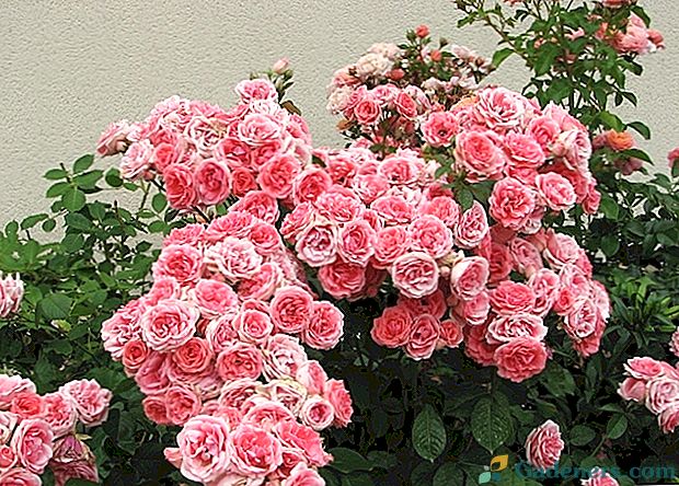 Top 5 Floribundos rožės
