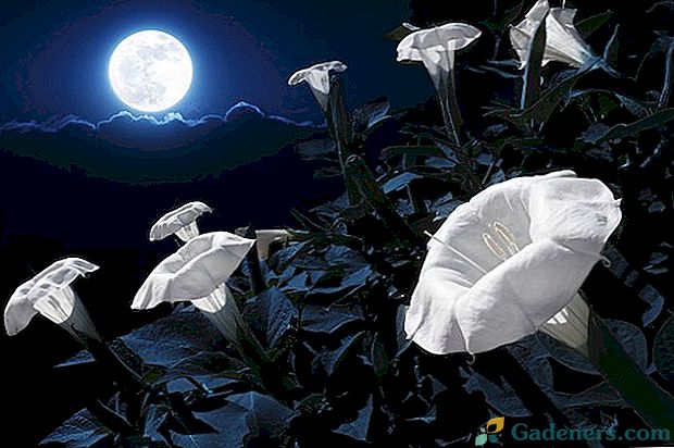 5 найкрасивіших нічних квітів