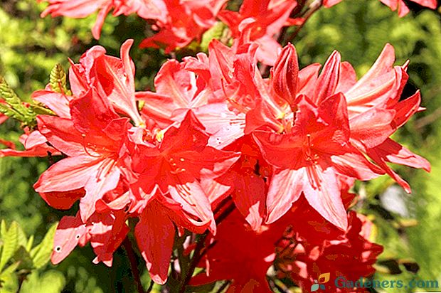 5 najboljih vrsta japanskih rododendrona