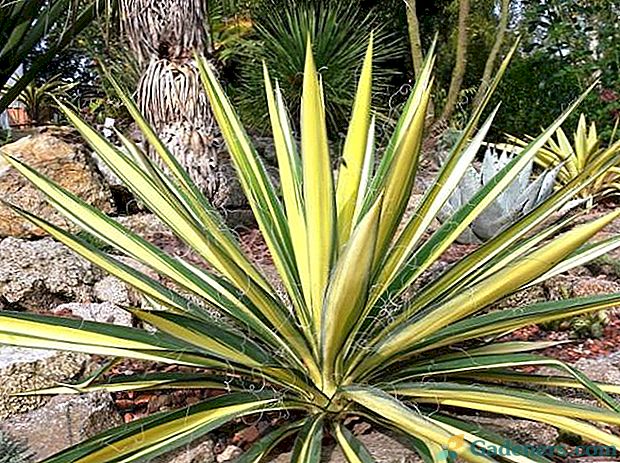 5 ispravnih načina za spremanje yucca kada listovi postaju žuti i suhi
