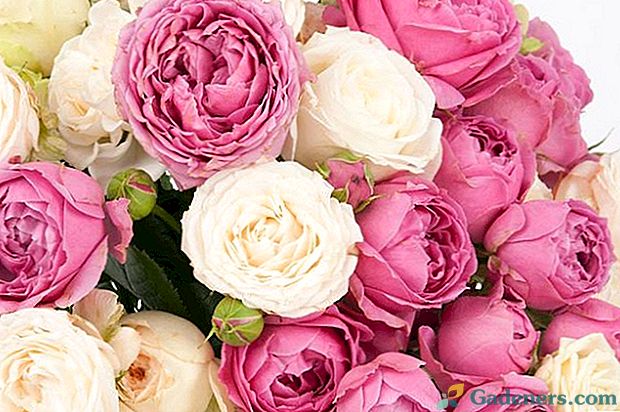 6 луших сортів піоновідние троянд