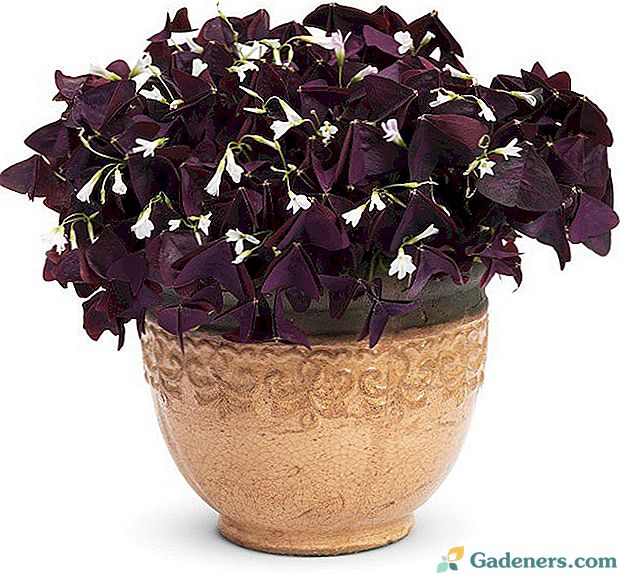 6 najboljših notranjih cvetov z vijoličnimi listi