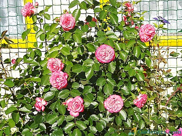 7 кращих зимостійких сортів троянд для Сибіру