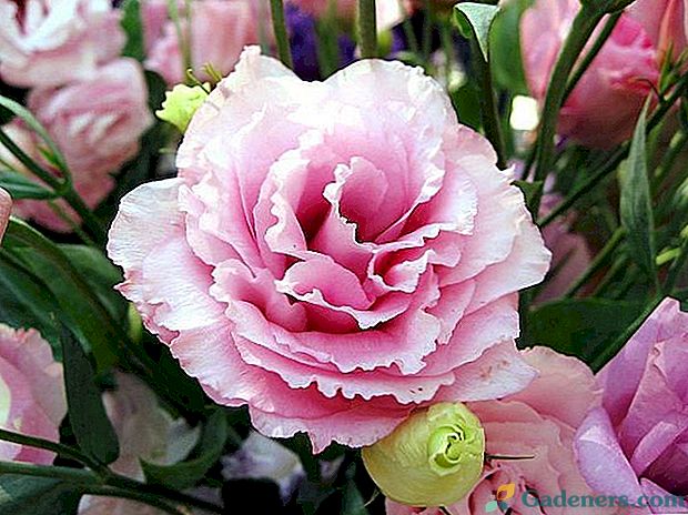 7 vrsta ružičastog cvijeća, ali ne i ruže