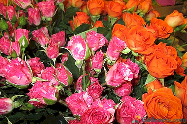 7 najboljših sort nizozemskih vrtnic