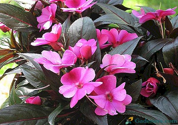 7 најбољих врста балзама за цвет или Ванка мокра