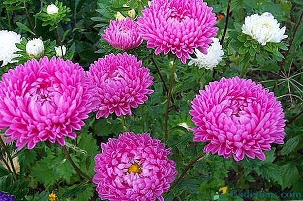 7 najlepszych rodzajów kwiatów aster