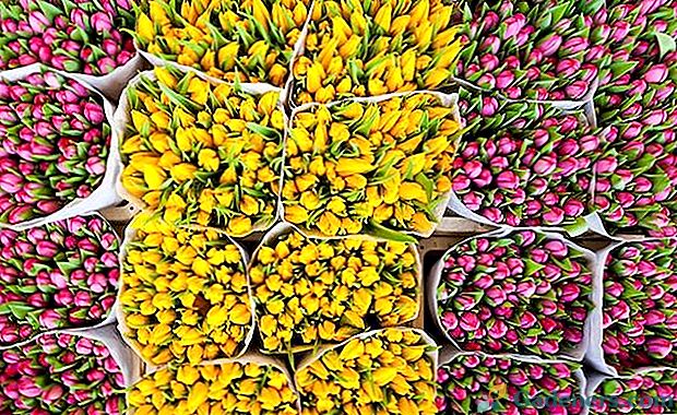 Správna destilácia tulipánov doma 8. marca