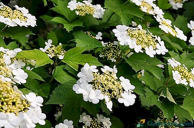 8 кращих видів дерев і рослин з білими квітами