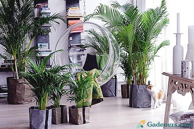 8 mājas dekoratīvas palmu kā ziedi ar nosaukumiem