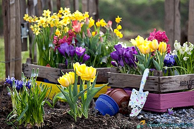 Tinkamas sodo pavasario gėlių lovos ir 8 geriausi augalai jiems