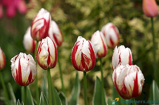Odraščanje tulipanov v rastlinjaku za 8. marec za začetnike