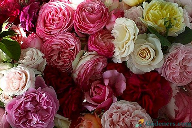 Anglické růže odrůdy David Austin