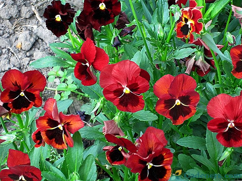 Pansies (Viola trikolóra)