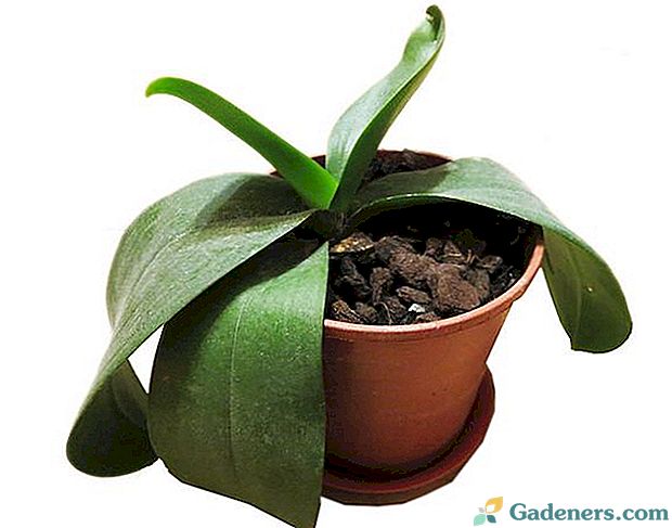 Болести и штеточине фалаенопсис орхидеје