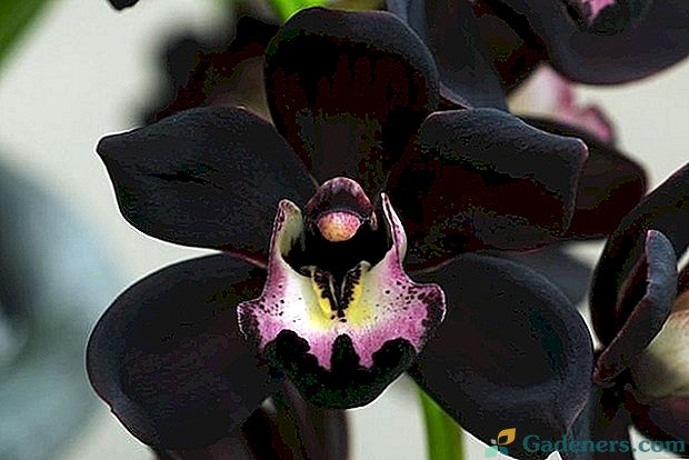 Черна орхидея - цвете с мистериозна история