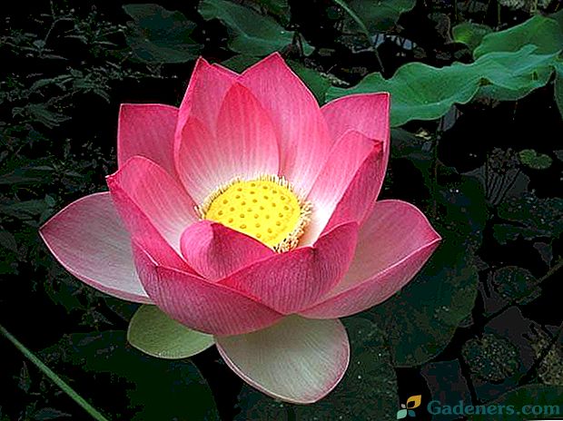 Kaj je cvet lotosa in njene vrste