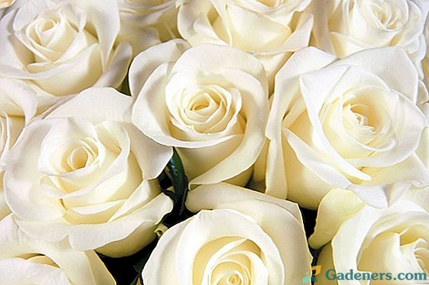 Ko nozīmē baltas rozes?