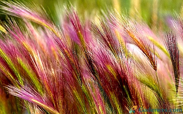 Čo je perá tráva a ako to vyzerá