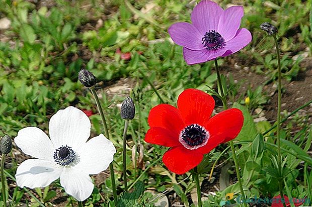 Co je anemone (anemone) a kde roste v Rusku?