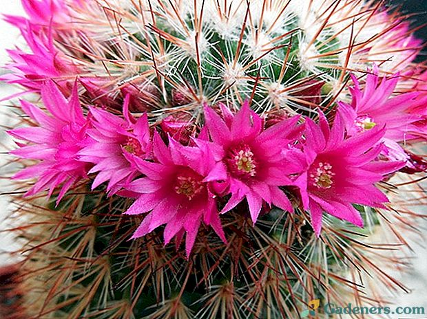 Ako často kvitne kaktus doma?