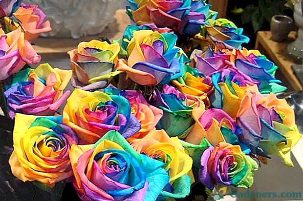 Як роблять квіти з різнокольоровими пелюстками або райдужні троянди