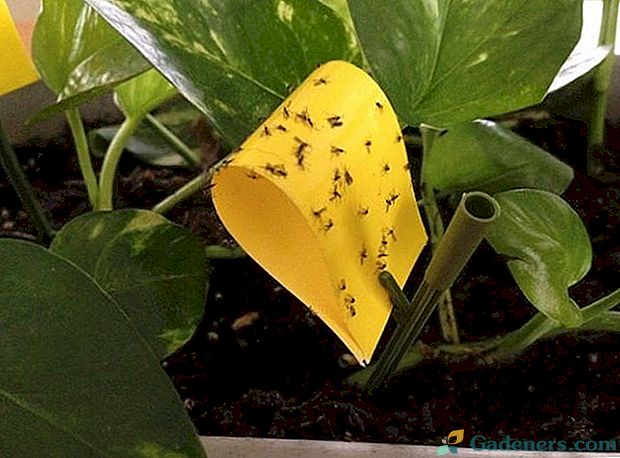 Kako trajno riješiti crne muhe u zatvorenom cvijeću